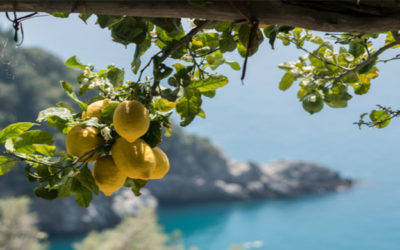 “Conosci il paese dove fioriscono i limoni?”